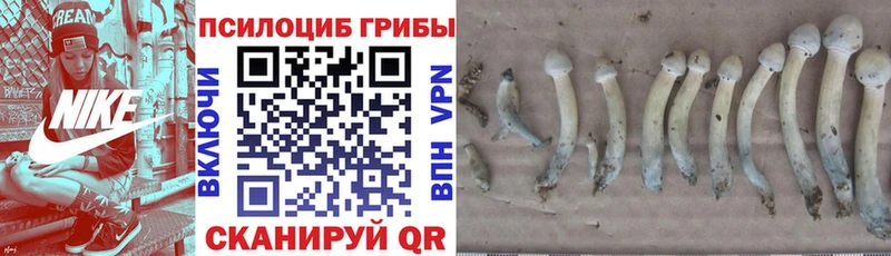 Псилоцибиновые грибы Cubensis Нефтегорск